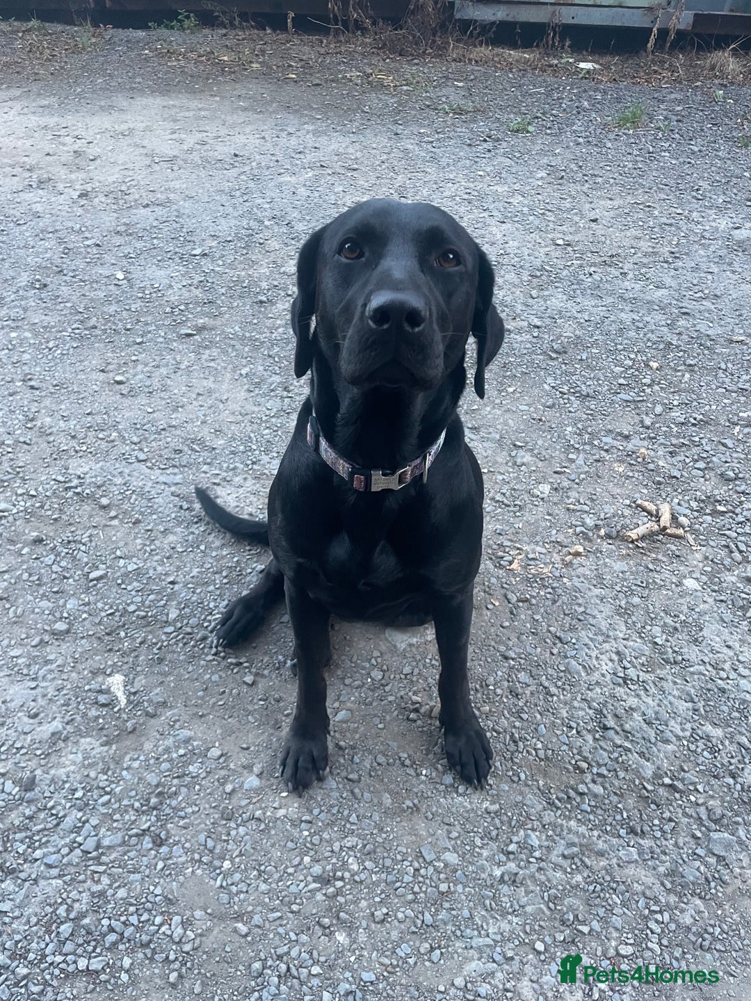 Mixed Breed dogs for sale: Labrador cross with Siberian husky  - Advert 2