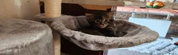 Mixed Breed cats for sale: Fluffy gray and ginger girl - Advert 2