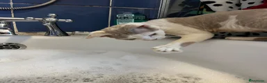 Devon Rex Boy 
