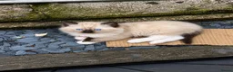 Ragdoll cats for sale: Blue Point Ragdolls | Celestial Litter - Advert 22