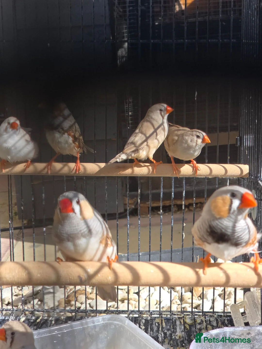 Finches birds for sale: Mixed aviary born Zebra Finch - Advert 1