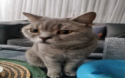 British Shorthair cats for sale: Silver british shorthair £200 - Image 2