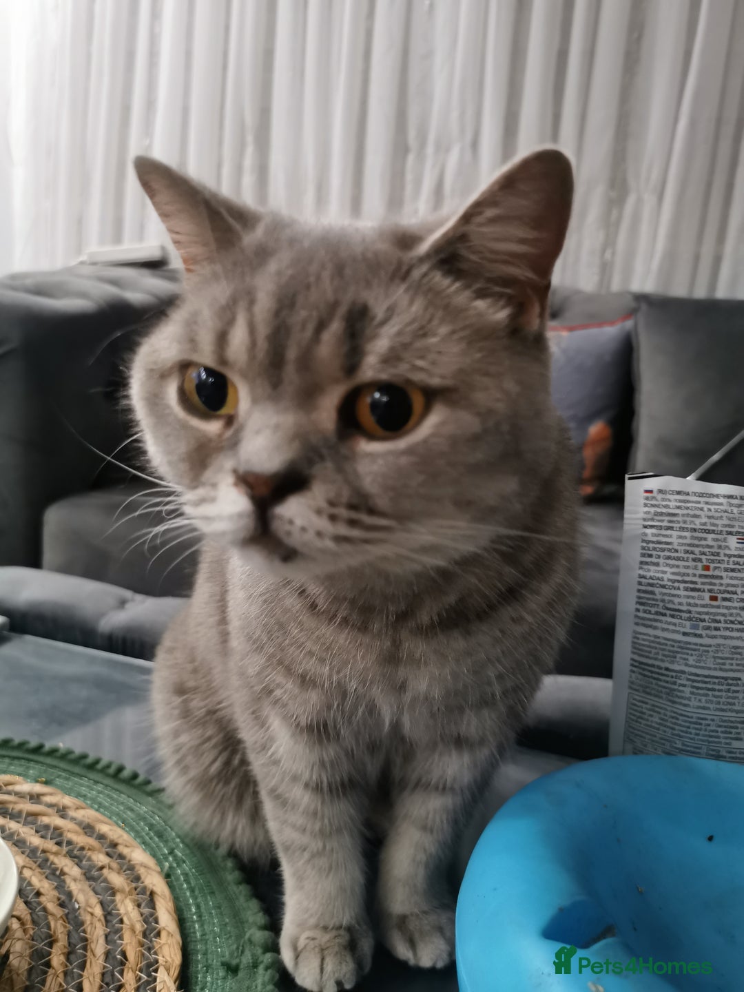 British Shorthair cats for sale: Silver british shorthair £200 - Image 2