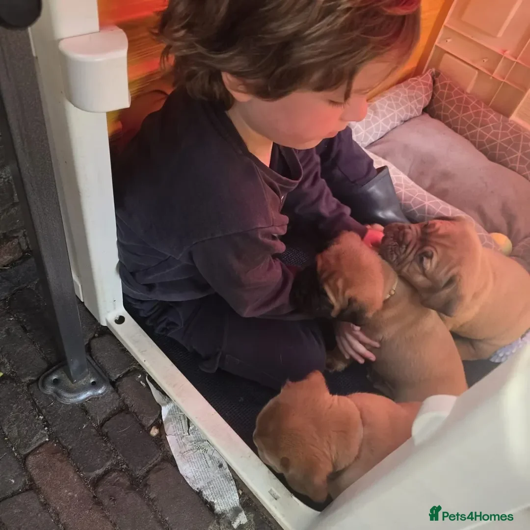 Dogue De Bordeaux dogs for sale: Dogue de Bordeaux puppies  - Advert 16