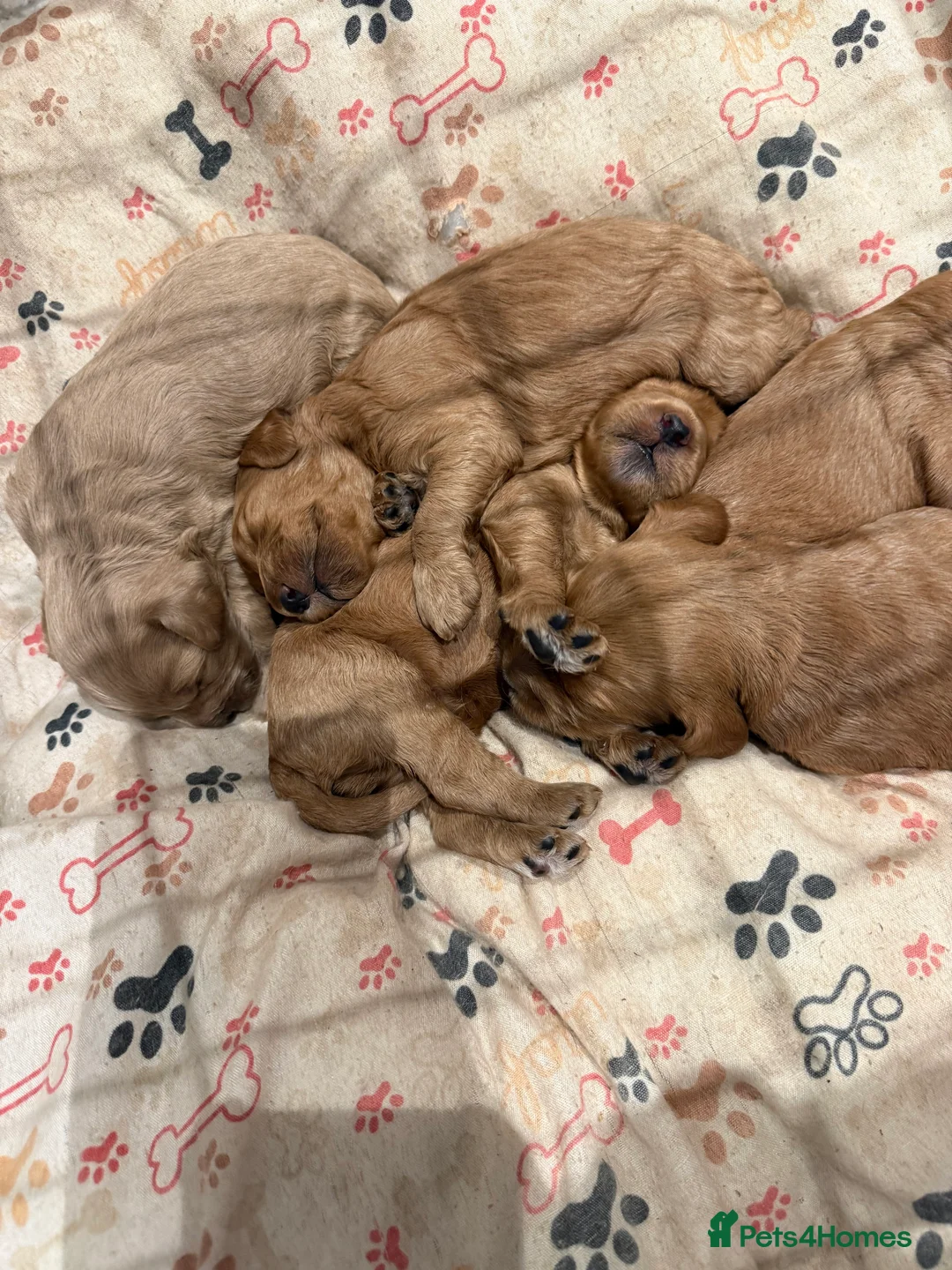 Cockapoo dogs for sale: READY TO GO! LAST BOY F1 Cockapoo puppies - Advert 12