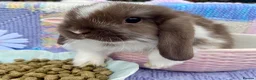 Mini Lop rabbits for sale: Pure bred mini lops - Advert 6