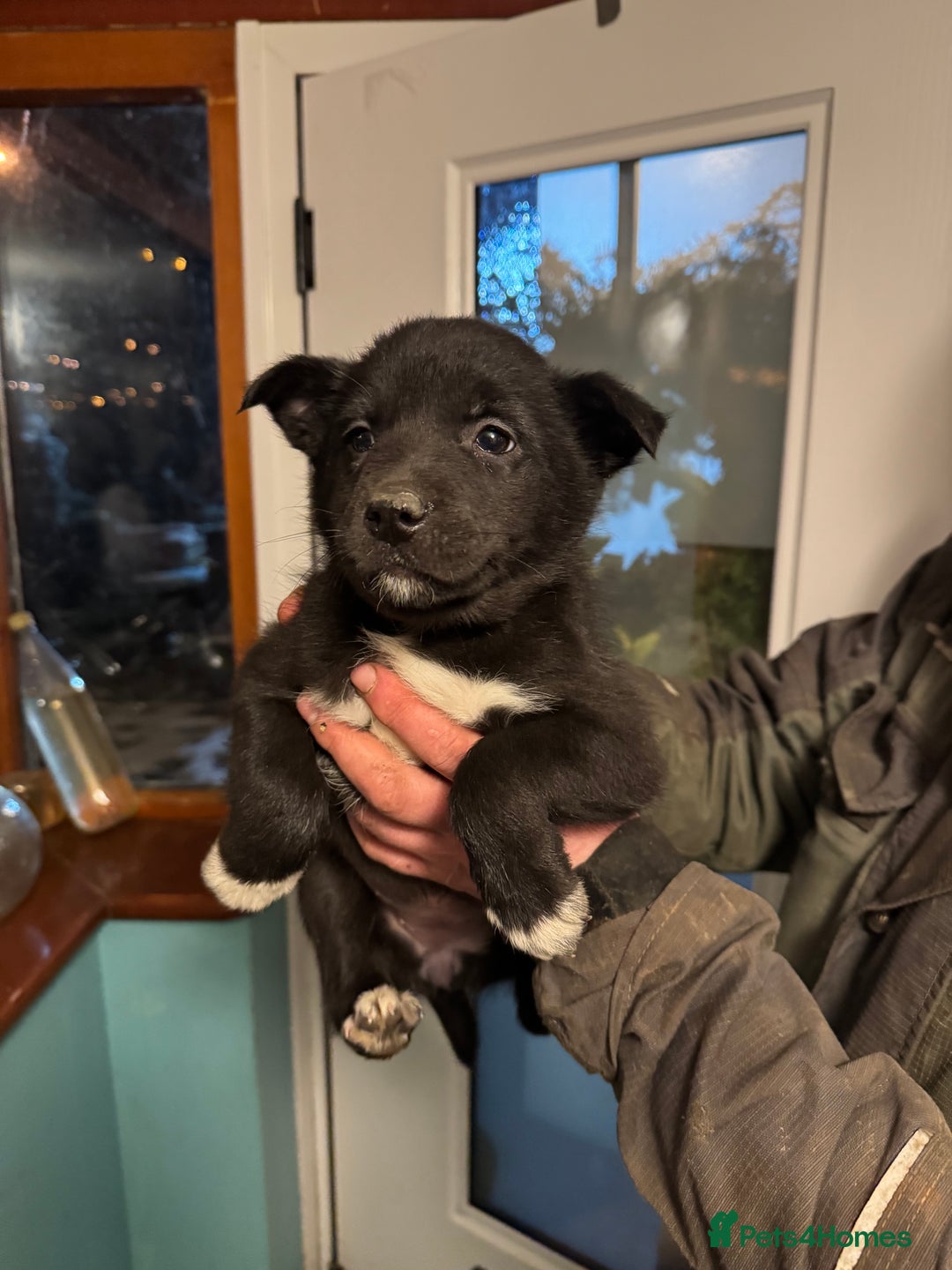 Border Collie dogs for sale: Collie pups - Advert 9