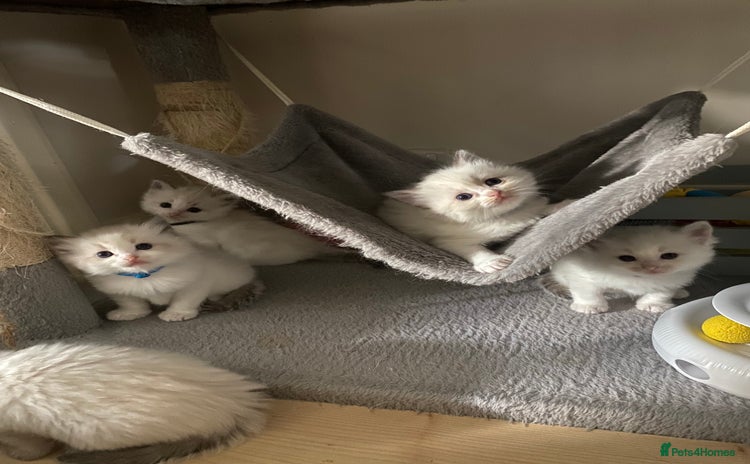 Ragdoll cats - Advert 1