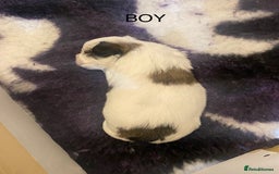 Mixed Breed dogs for sale: Stunning 3/4 Chihuahua puppies  - Image 8
