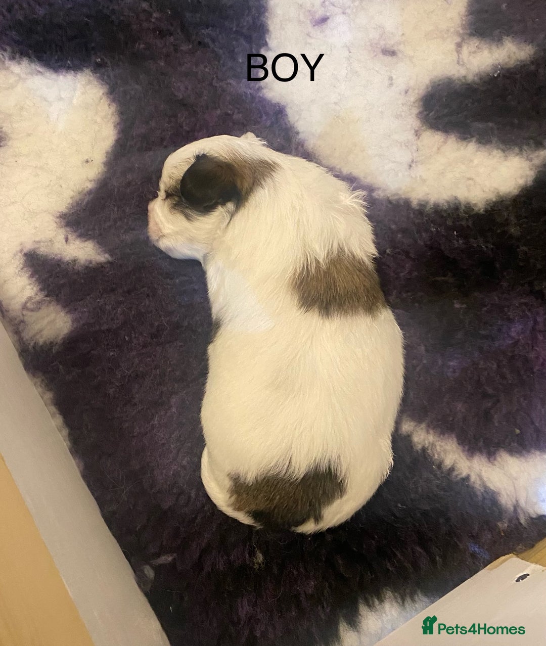 Mixed Breed dogs for sale: Stunning 3/4 Chihuahua puppies  - Image 8