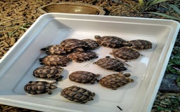 Tortoise reptiles for sale: Med spur thigh tortoise hatchlings  - Image 2