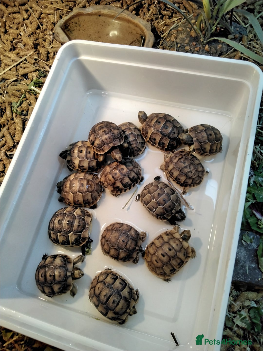 Tortoise reptiles for sale: Med spur thigh tortoise hatchlings  - Image 2