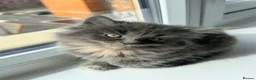 British Longhair cats for sale: Fluffy British Short hair X British Long Hair  - Advert 11
