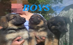 German Shepherd dogs for sale: Quality KC Reg Long Coat German Shepherd Pups  - Image 4