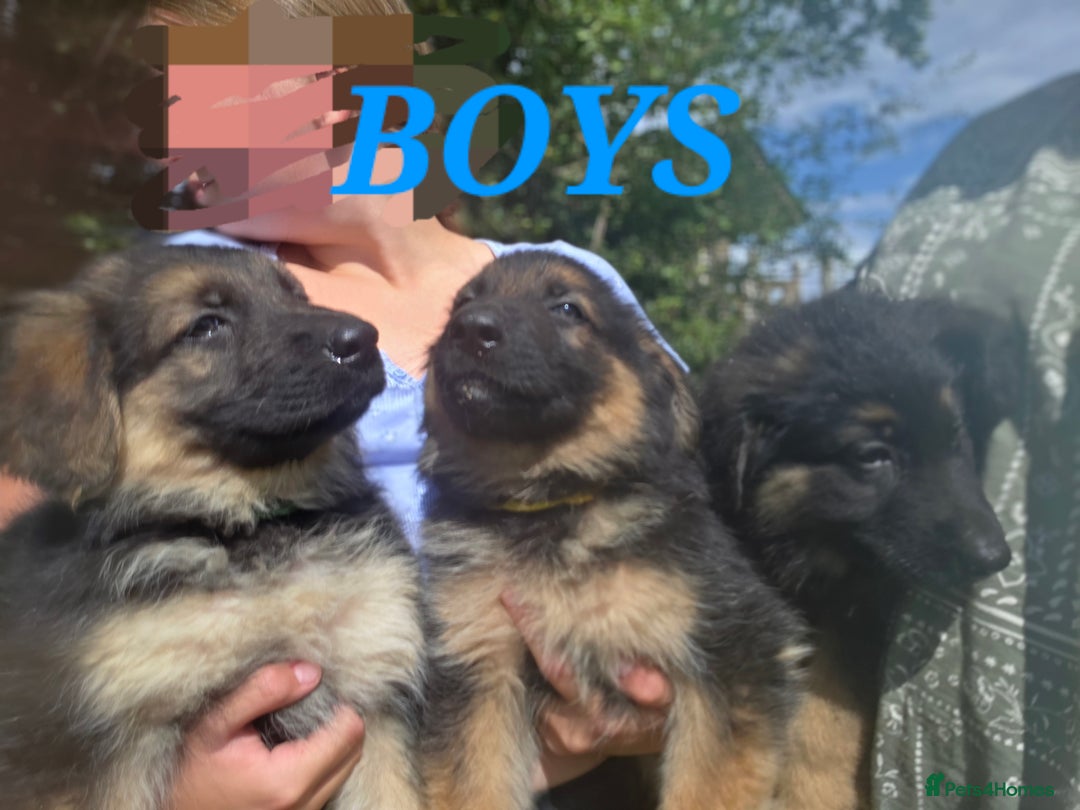 German Shepherd dogs for sale: Quality KC Reg Long Coat German Shepherd Pups  - Image 4
