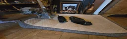 Border Terrier dogs for sale: Border Terrier puppies - Advert 3
