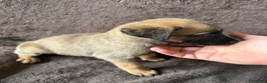 Belgian Shepherd Dog 3