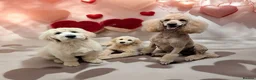 Goldendoodle dogs for stud: Goldendoodle for Stud - Advert 33