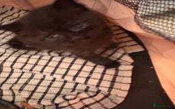 British Shorthair cats for sale: British Shorthair kittens grey/chocolate colours - Image 5