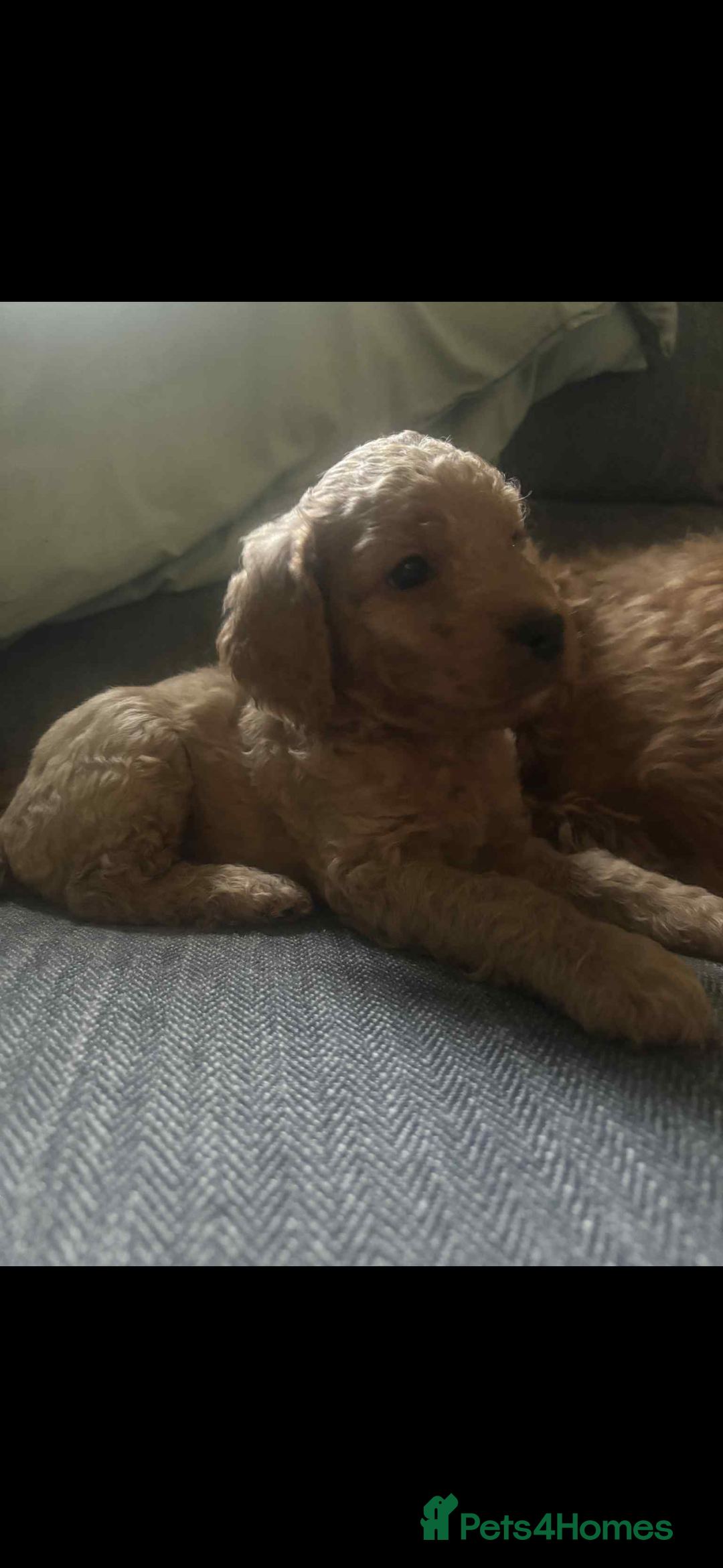 Cockapoo dogs for sale: F2 cockapoo pups  - Image 6