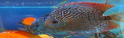 Discus fish for sale: 6 Large Discus  in Sutton - Advert 14