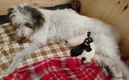 Mixed Breed dogs for sale: Bedlington x greyhound lurchers - Image 4