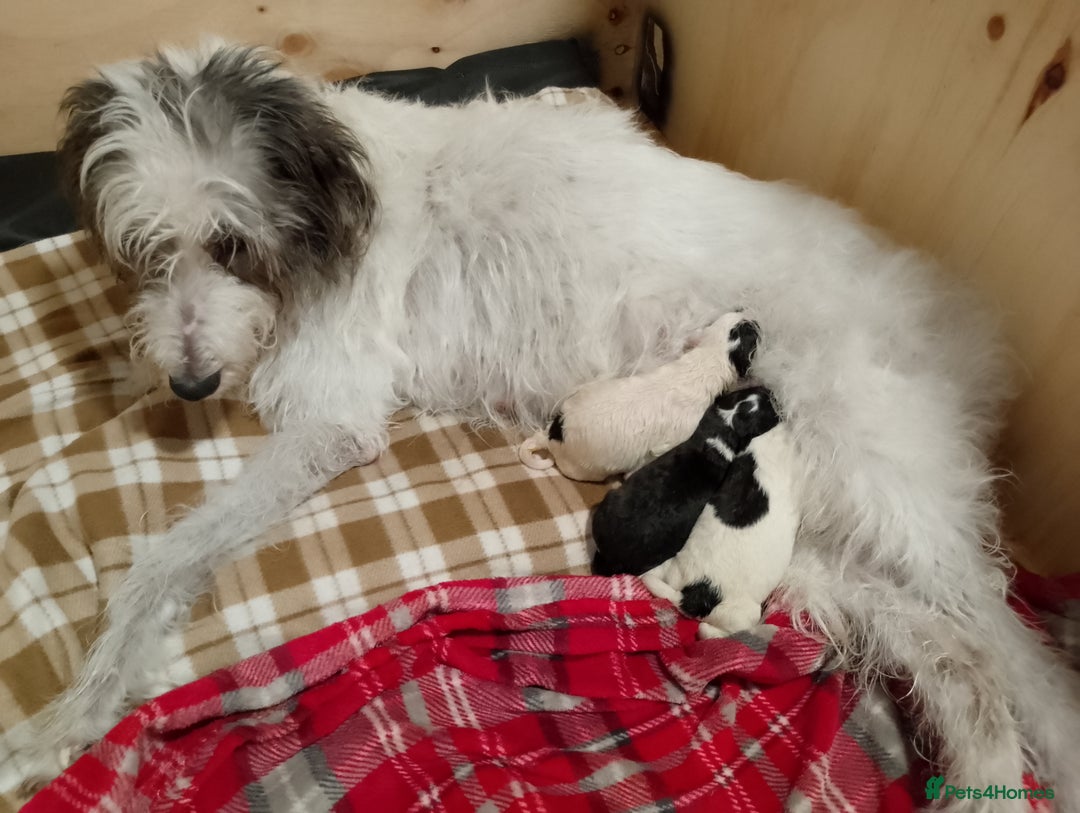 Mixed Breed dogs for sale: Bedlington x greyhound lurchers - Image 4