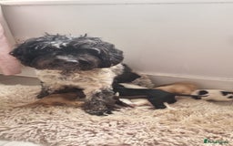Cocker Spaniel dogs for sale: Stunning litter of cocker spaniels  - Image 13