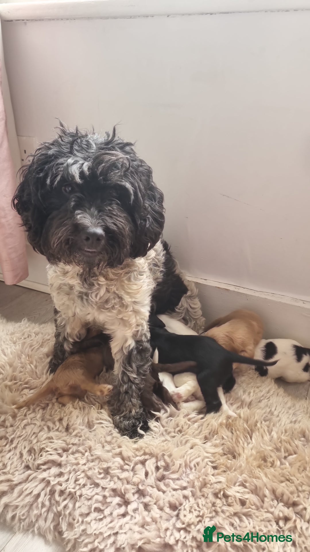Cocker Spaniel dogs for sale: Stunning litter of cocker spaniels  - Image 13