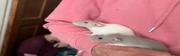 Rat rodents for sale: Baby rats for sale in Doncaster - Advert 4