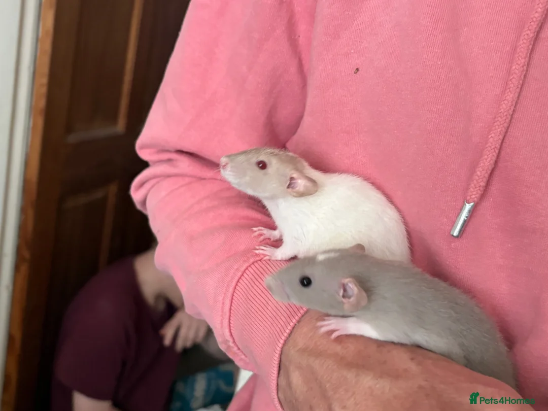 Rat rodents for sale: Baby rats for sale in Doncaster - Advert 4