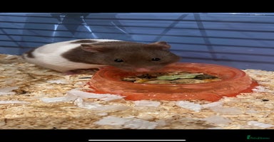 Hamster rodents - Advert 12