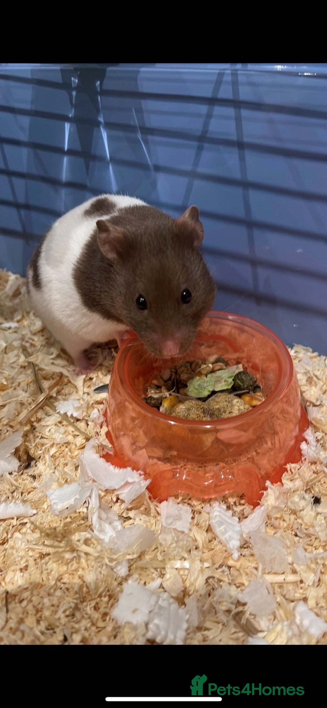 Hamster rodents for sale: Hamster - Image 2