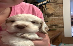 Clumber Spaniel dogs for sale: Clumber spaniel Puppies For Sale COI 6.4% - Advert 5