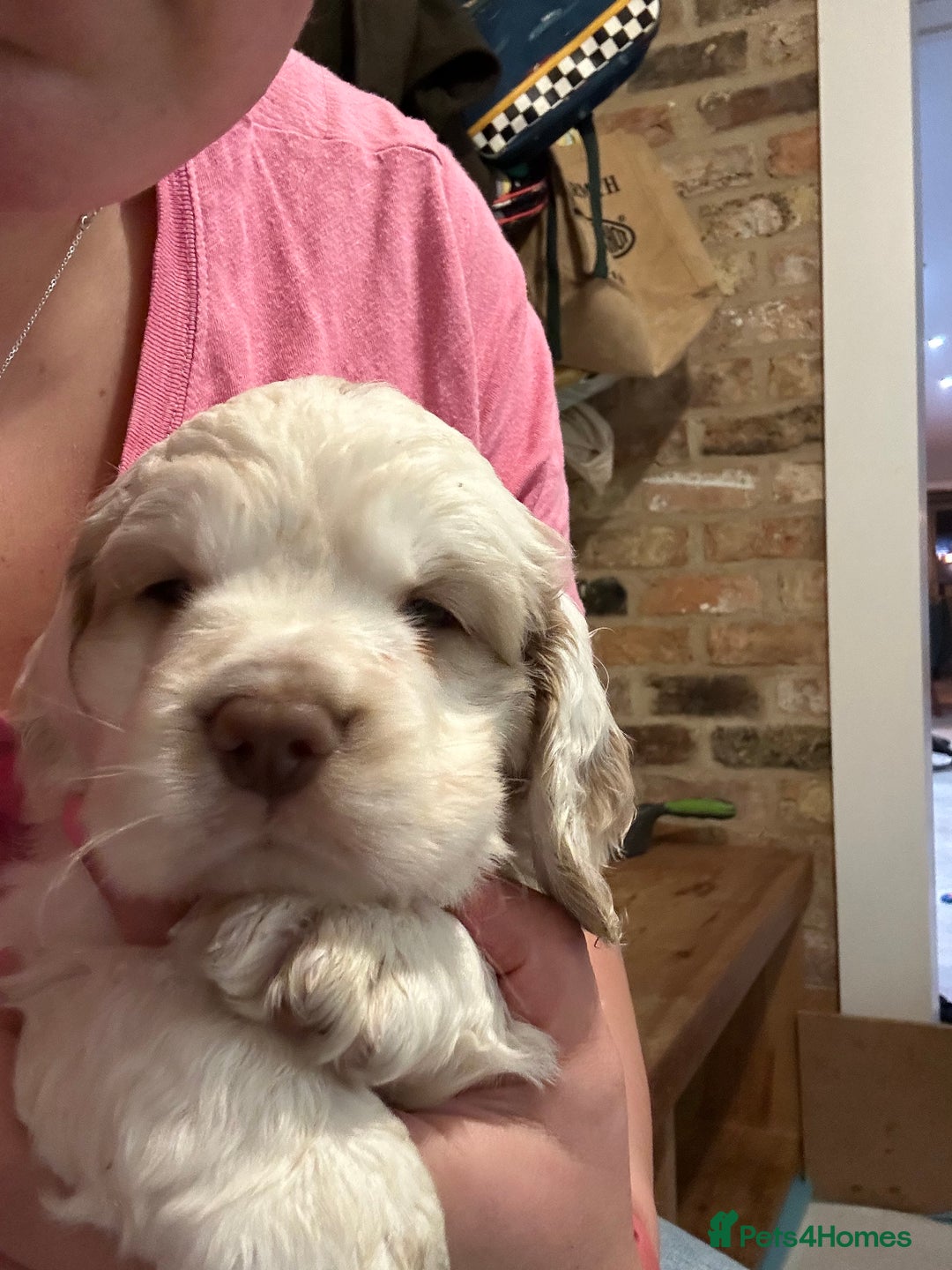 Clumber Spaniel dogs for sale: Clumber spaniel Puppies For Sale COI 6.4% - Advert 5