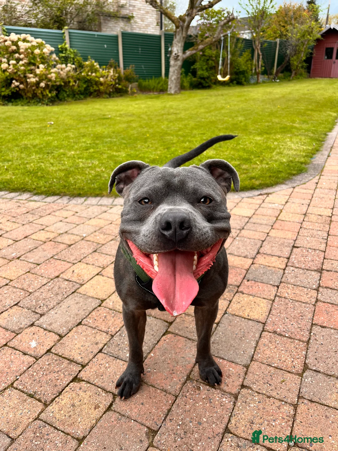 Staffordshire Bull Terrier dogs for stud: Blue Staffordshire bull terrier STUD in Preston - Advert 2