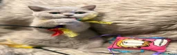 British Shorthair cats for sale: Supreme Champion Line British Shorthair Kittens - Advert 9