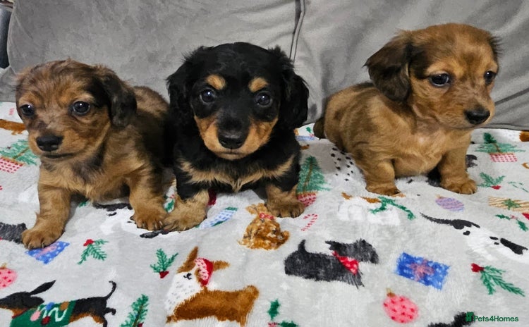 Miniature Dachshund dogs - Advert 12