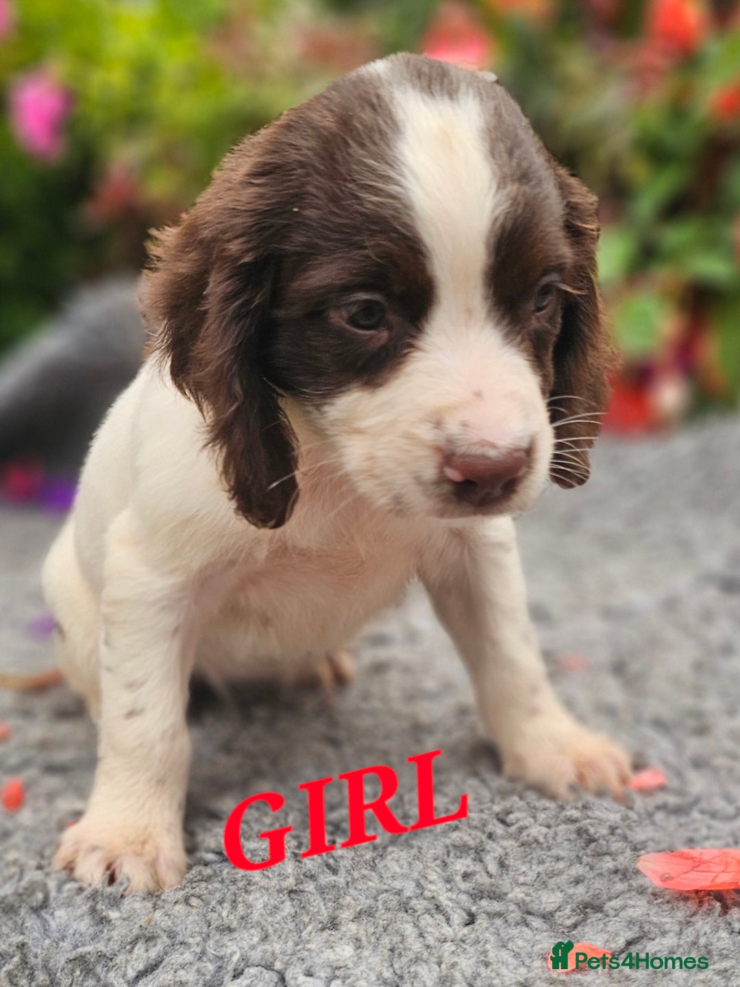 English Springer Spaniel dogs for sale: QUALITY WORKING ESS PUPS - Image 14