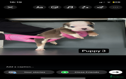 English Bulldog dogs for sale: KC registered English Bulldog Puppies  - Image 19