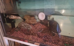 Terrapin reptiles for sale: 2 Terrapins Turtles 3 years adults - Image 11