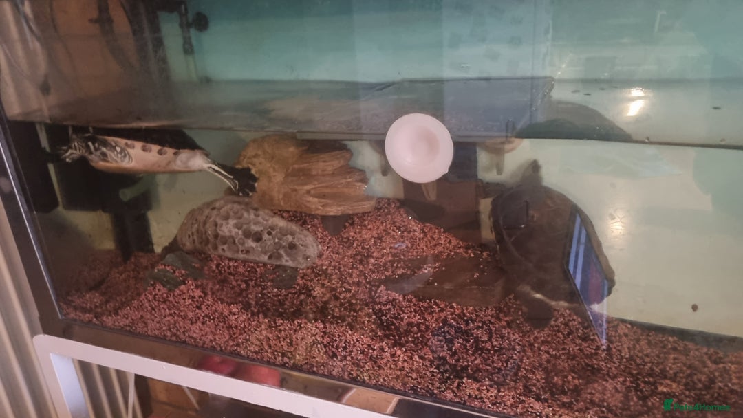 Terrapin reptiles for sale: 2 Terrapins Turtles 3 years adults - Image 11