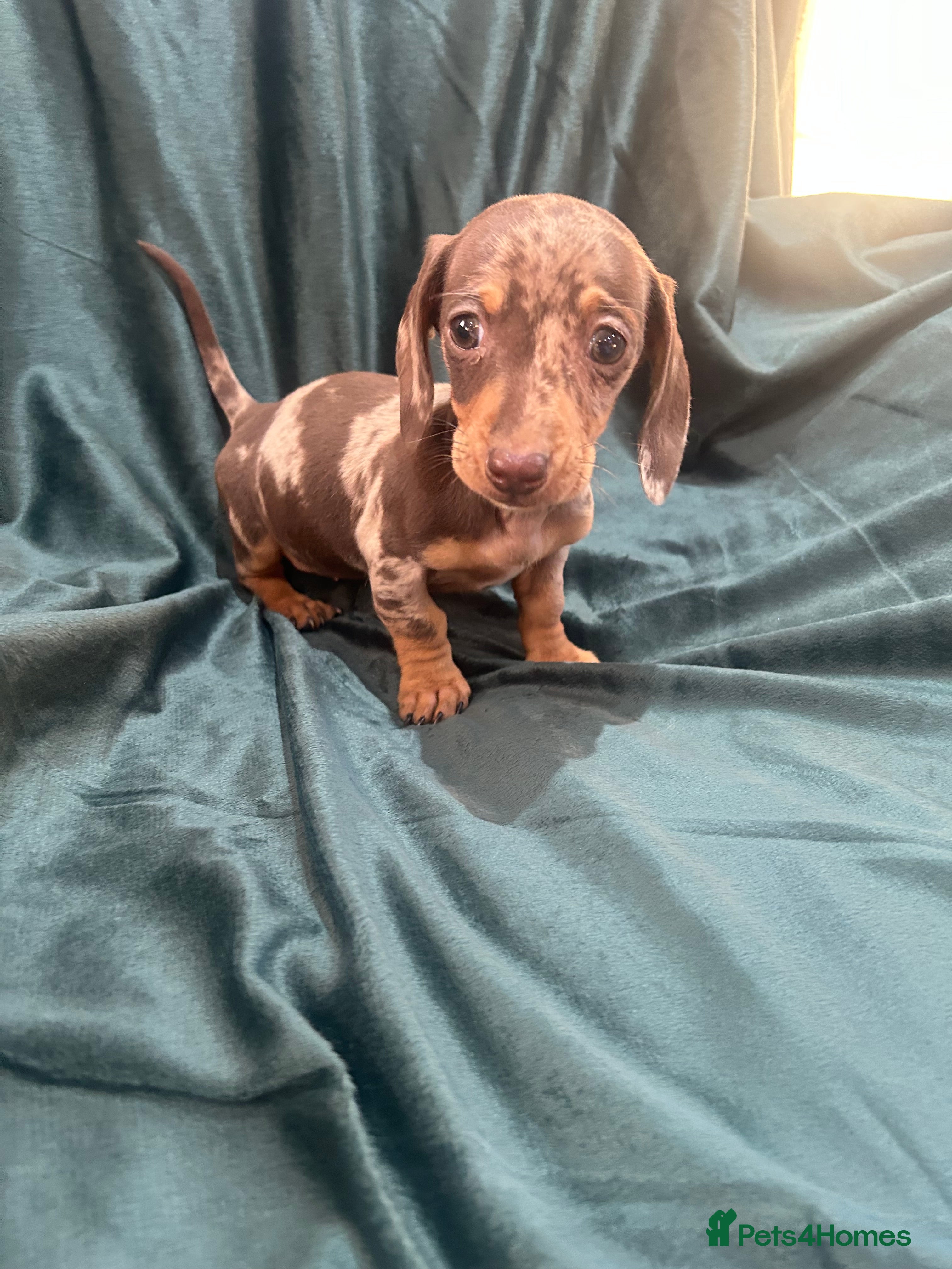 Miniature Dachshund dogs Miniature dachshund puppies  - Advert 12