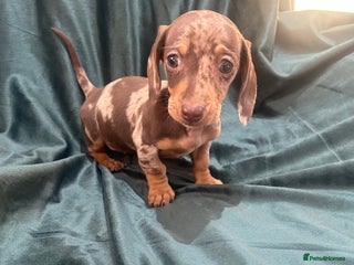 Miniature Dachshund dogs Miniature dachshund puppies - Advert 14