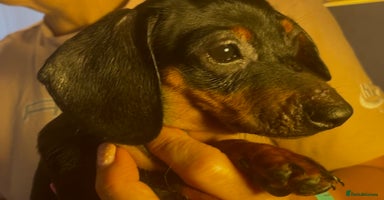 Dachshund dogs - Advert 7