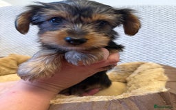 Yorkshire Terrier dogs for sale: Stunning Yorkshire Terrier puppies for sale  - Image 1
