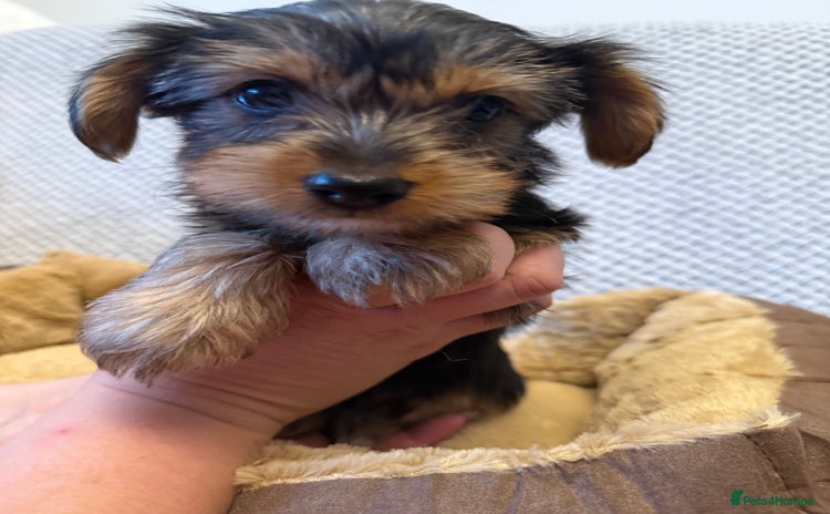 Yorkshire Terrier dogs - Advert 1