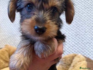 Yorkshire Terrier dogs - Advert 17