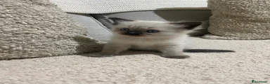 Ragdoll Kitten 1