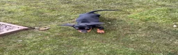 Dachshund dogs for sale: Stunning Girl dachshund available (LAST ONE) !! in Liverpool - Advert 6